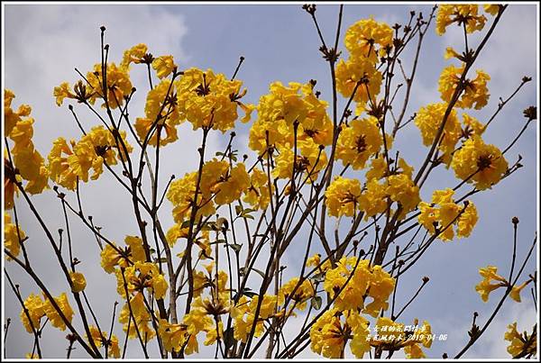 瑞北台9線黃花風鈴木-2019-04-005.jpg