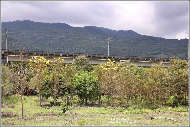 瑞北台9線黃花風鈴木-2019-04-007.jpg