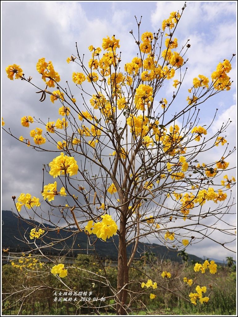 瑞北台9線黃花風鈴木-2019-04-009.jpg