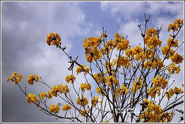 瑞北台9線黃花風鈴木-2019-04-10.jpg