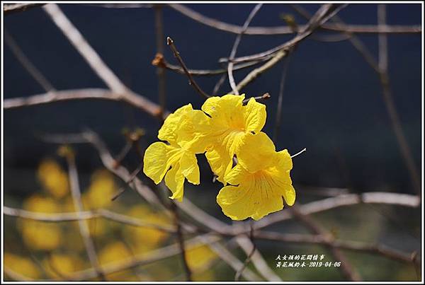 瑞北台9線黃花風鈴木-2019-04-11.jpg