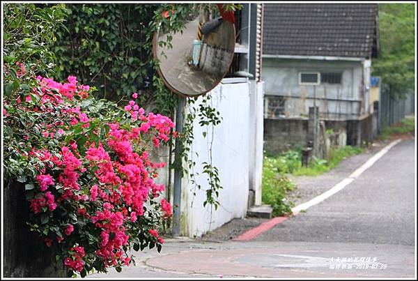 瑞祥社區街景(九重葛)-2019-03-03.jpg