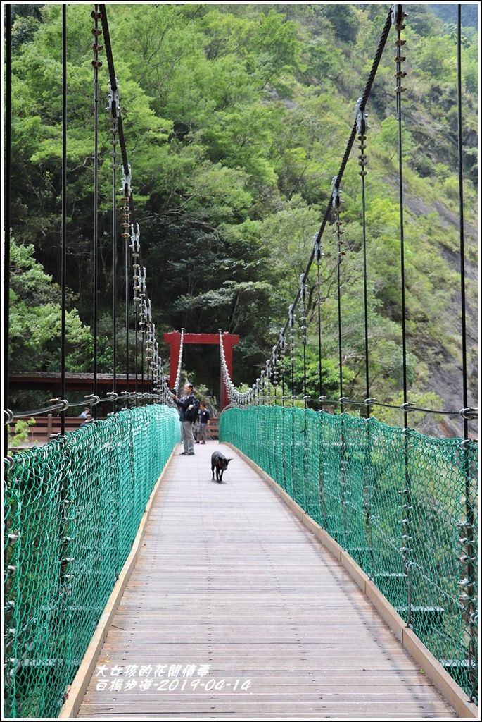 白楊步道(白楊吊橋)-2019-04-20.jpg