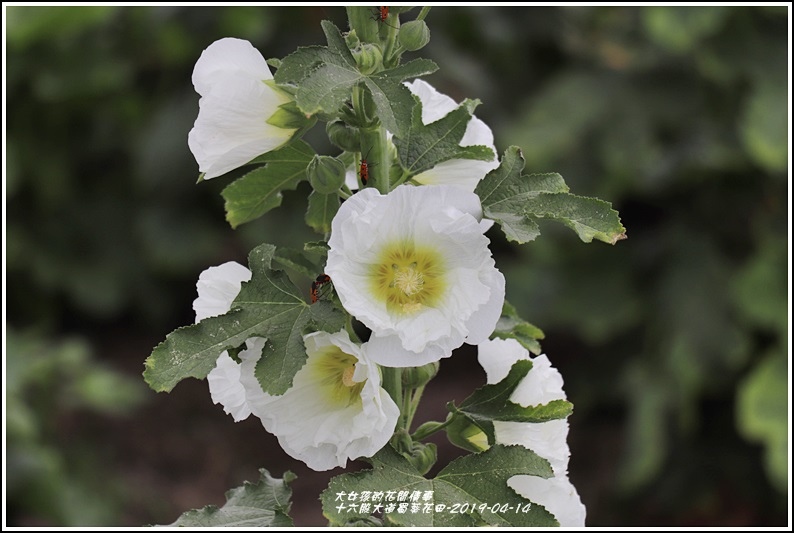 十六股大道蜀葵花田-2019-04-11.jpg