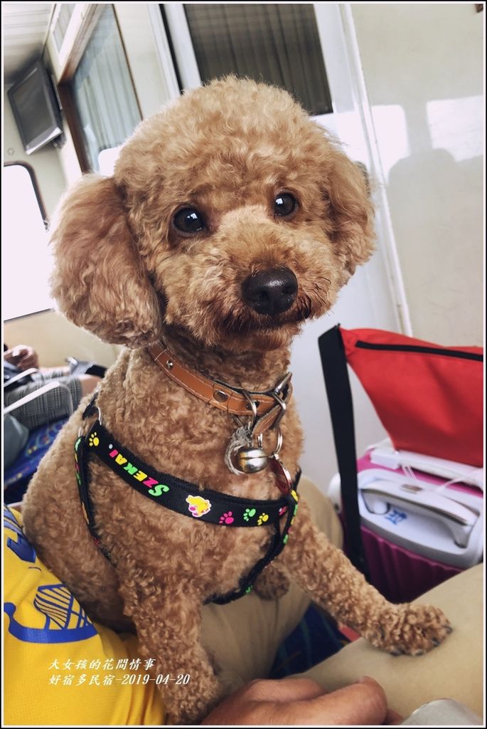 好宿多民宿(親寵)-2019-04-06.jpg 好宿多民宿(親寵)-2019-04-06.jpg