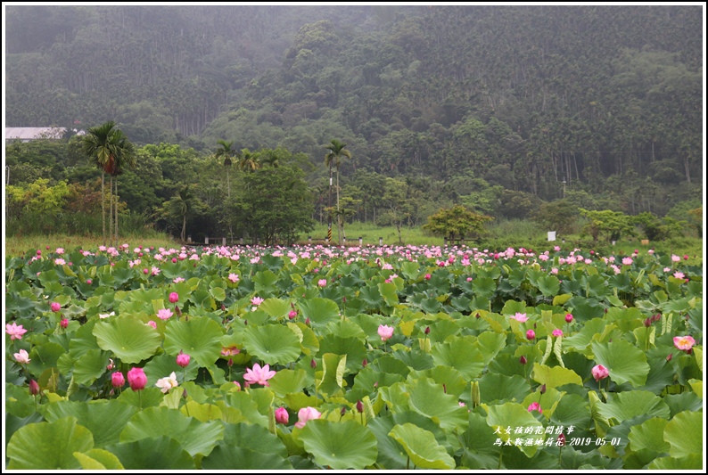 馬太鞍濕地荷花-2019-05-02.jpg