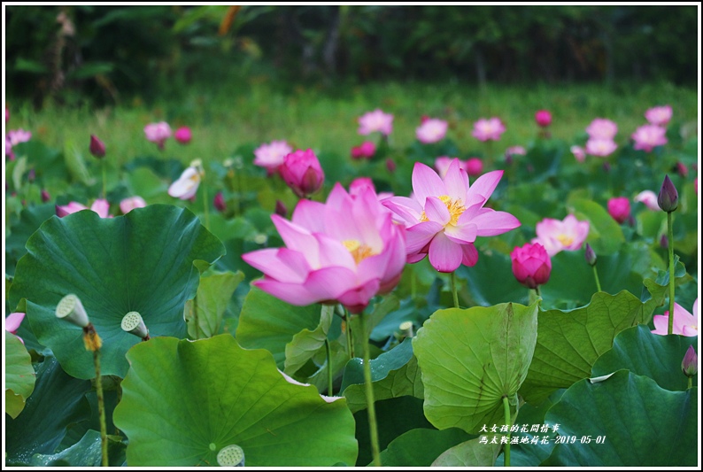 馬太鞍濕地荷花-2019-05-04.jpg