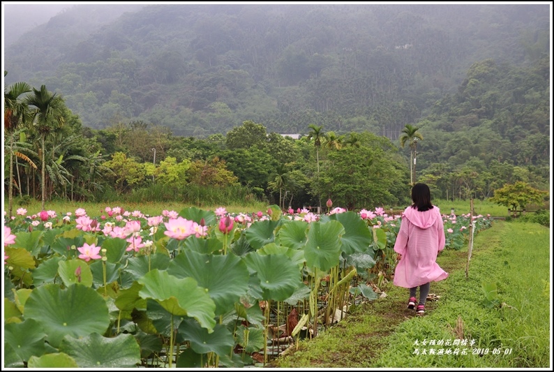 馬太鞍濕地荷花-2019-05-06.jpg