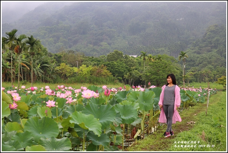 馬太鞍濕地荷花-2019-05-07.jpg