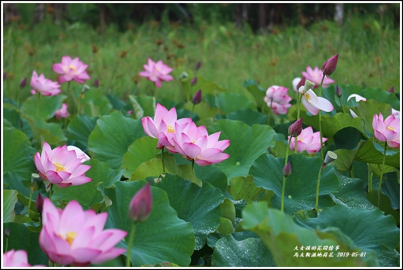 馬太鞍濕地荷花-2019-05-09.jpg