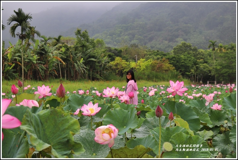 馬太鞍濕地荷花-2019-05-11.jpg