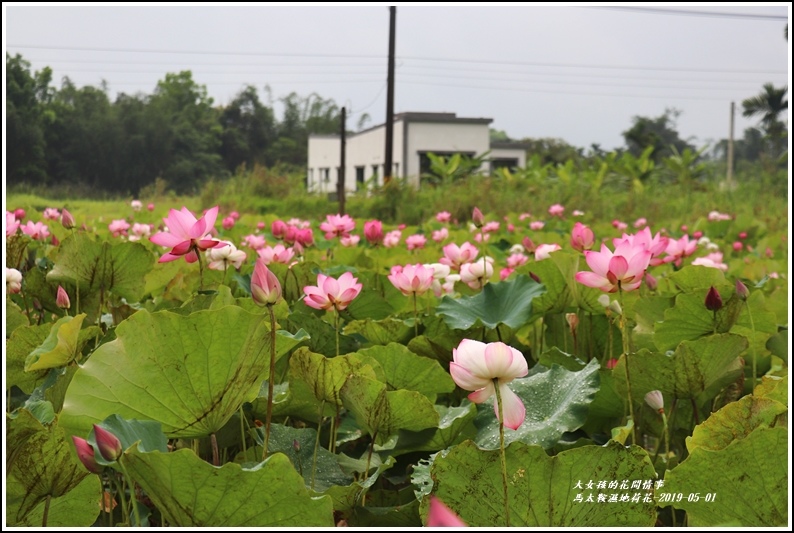 馬太鞍濕地荷花-2019-05-13.jpg