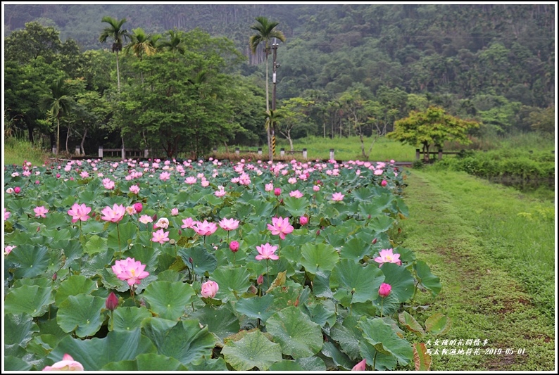 馬太鞍濕地荷花-2019-05-14.jpg