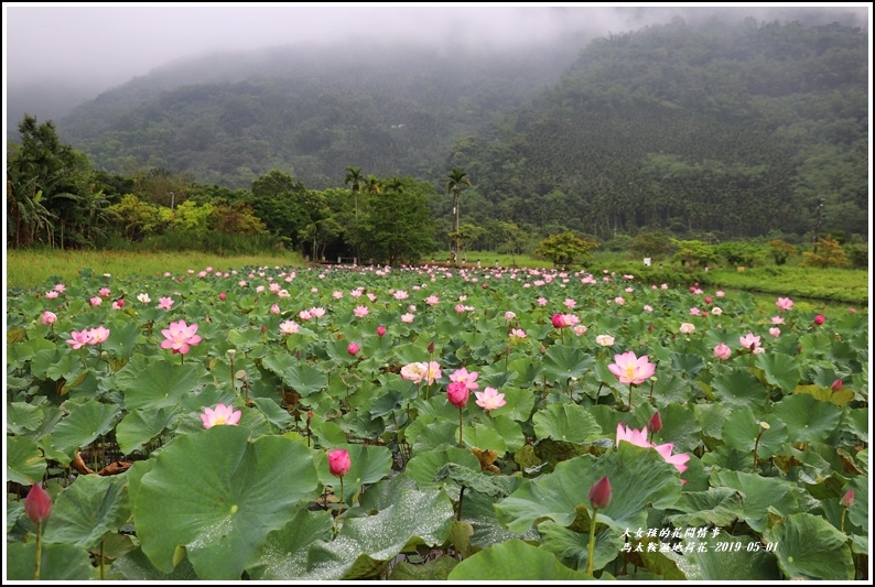 馬太鞍濕地荷花-2019-05-15.jpg