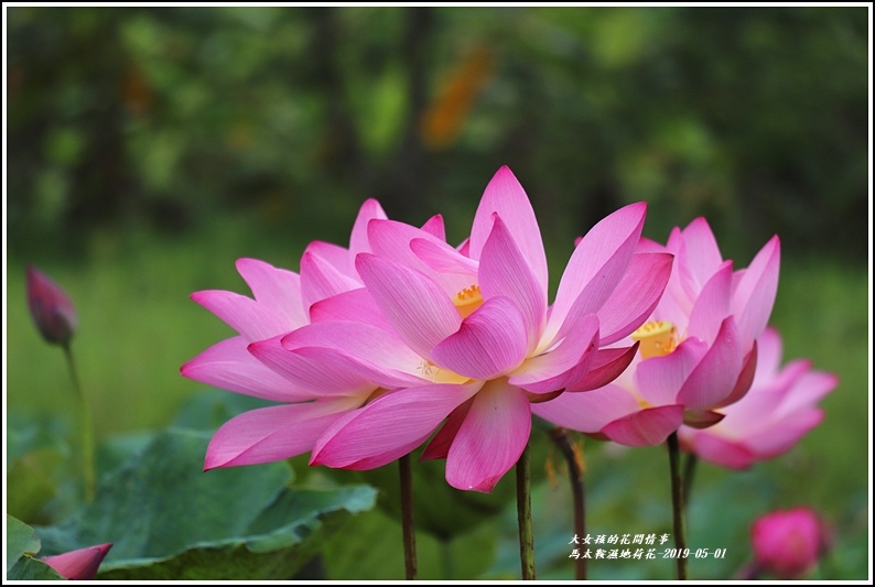 馬太鞍濕地,荷花,水芙蓉,知卡宣公園,大坡池,夏荷,湖光山色,花蓮景點,花蓮賞花,森林,國家公園,瀑布