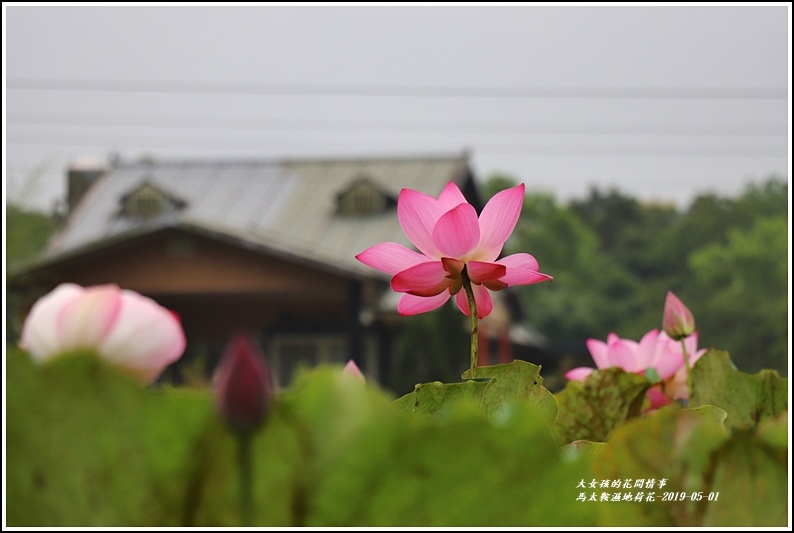 馬太鞍濕地荷花-2019-05-20.jpg