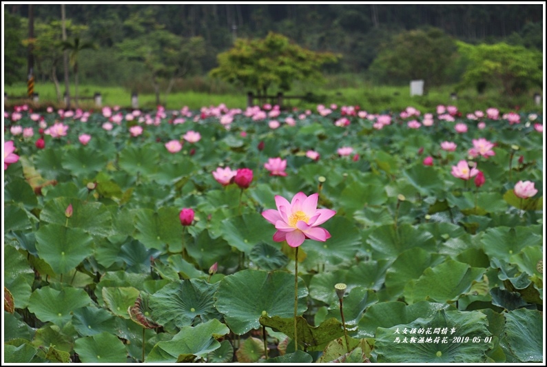 馬太鞍濕地荷花-2019-05-22.jpg