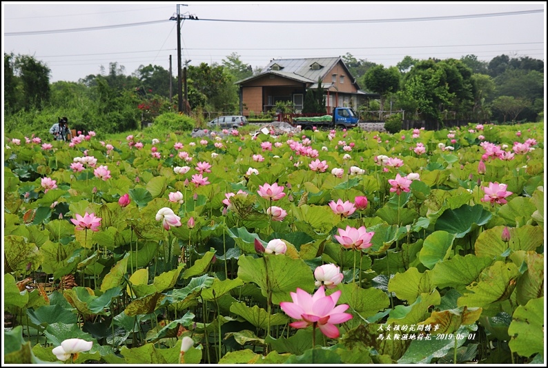 馬太鞍濕地荷花-2019-05-23.jpg