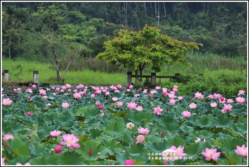 馬太鞍濕地荷花-2019-05-24.jpg