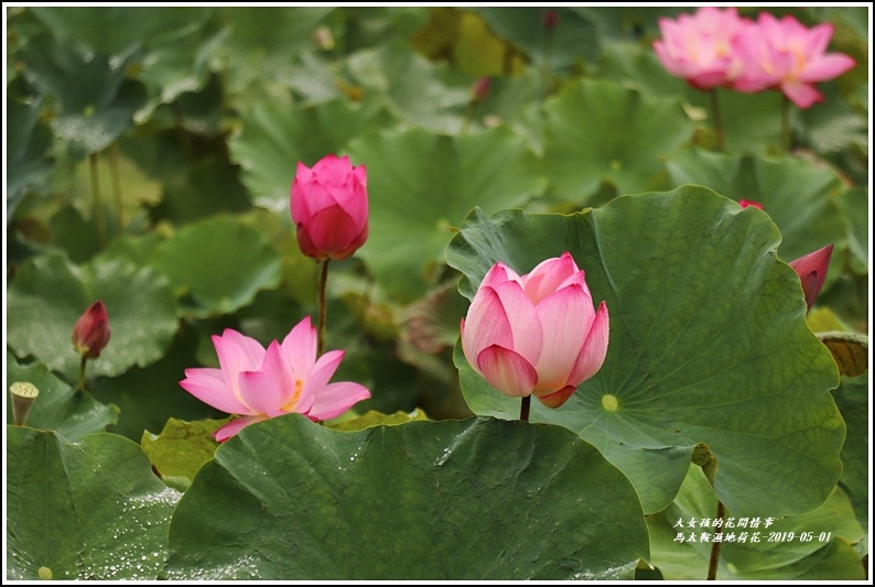 馬太鞍濕地荷花-2019-05-27.jpg