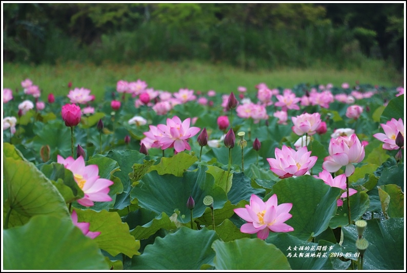 馬太鞍濕地荷花-2019-05-29.jpg