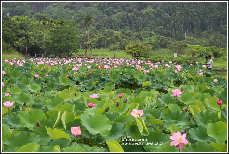 馬太鞍濕地荷花-2019-05-31.jpg