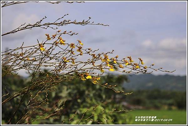 瑞北社區文心蘭-2019-04-44.jpg