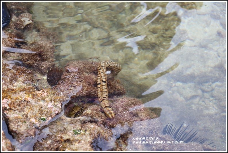 衫福生態廊道(潮間帶)-2019-04-29.jpg