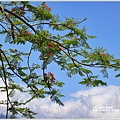 花蓮193鳳凰木-2019-05-03.jpg