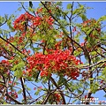 花蓮193鳳凰木-2019-05-07.jpg