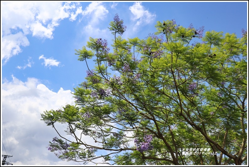 藍花楹-2019-05-01.jpg