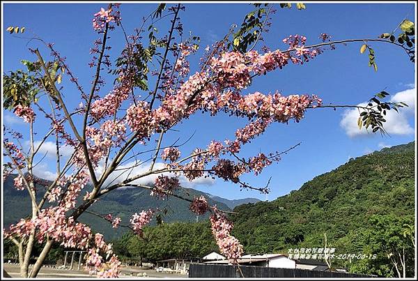 長橋秧苗場花旗木-2019-04-06.jpg