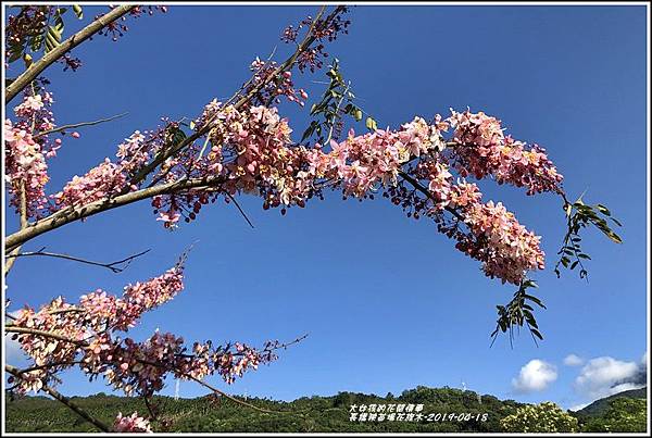 長橋秧苗場花旗木-2019-04-08.jpg