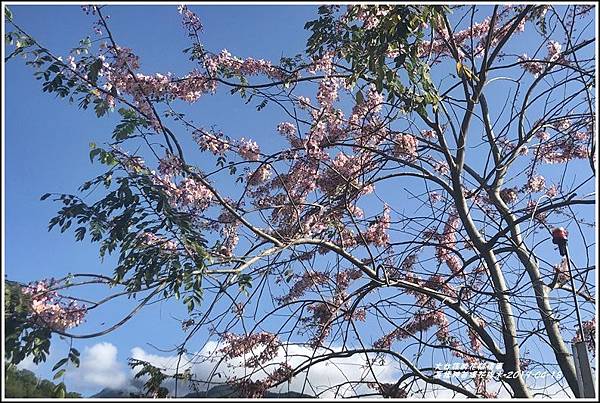 長橋秧苗場花旗木-2019-04-12.jpg