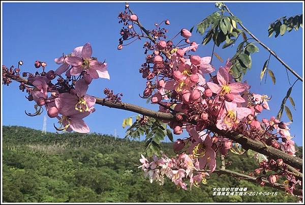 長橋秧苗場花旗木-2019-04-15.jpg