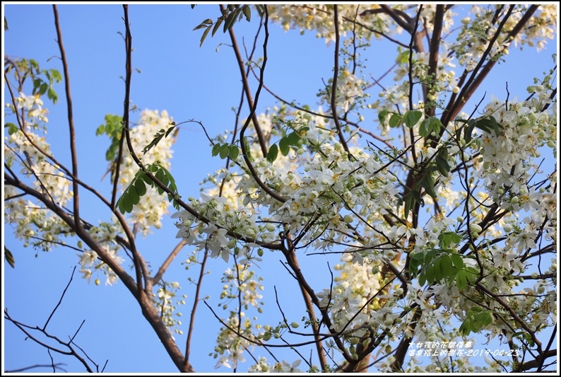 溫泉路上不知名的樹花-2019-04-01.jpg