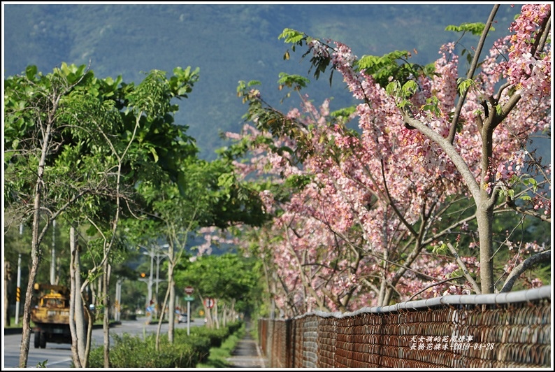 長橋花旗木-2019-04-31.jpg