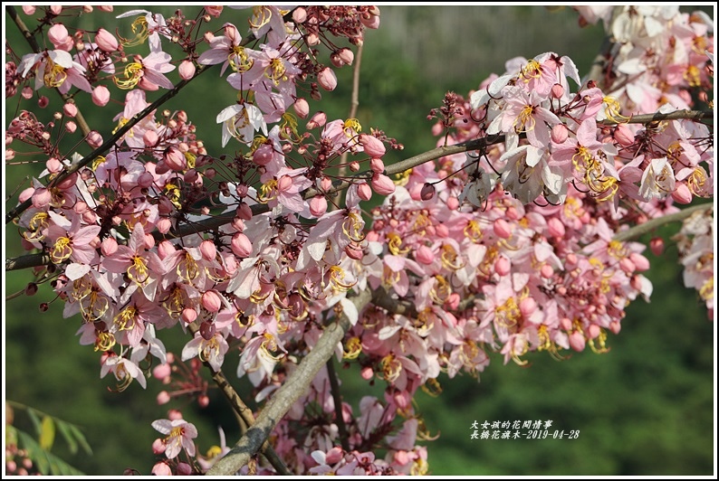 長橋花旗木-2019-04-34.jpg