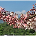 長橋花旗木-2019-04-33.jpg