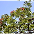 台9線富里段鳳凰木-2019-05-06.jpg