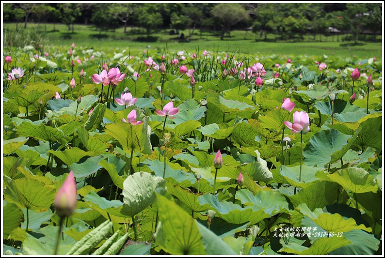 大坡池環湖步道-2019-05-21.jpg