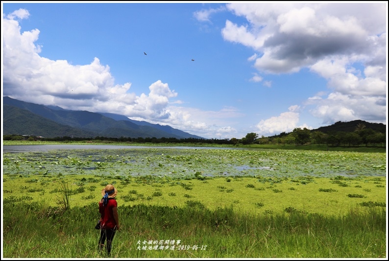 大坡池,荷花,環湖步道,池上伯朗大道,金城武樹,自行車道,鳳凰木,台東,池上,大坡池風景區,鳳凰花,步道