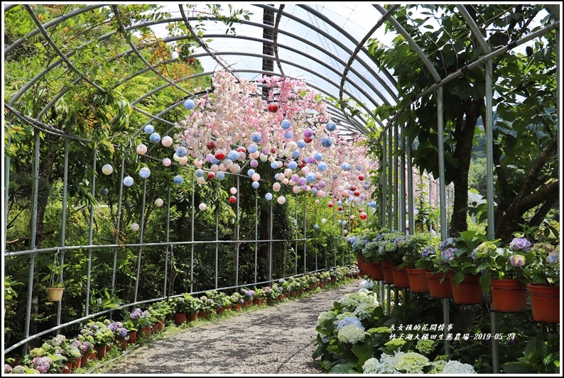 大梯田花卉生態農場-2019-05-1.jpg