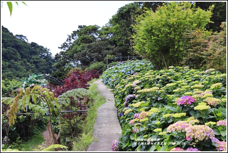 大梯田花卉生態農場-2019-05-2.jpg
