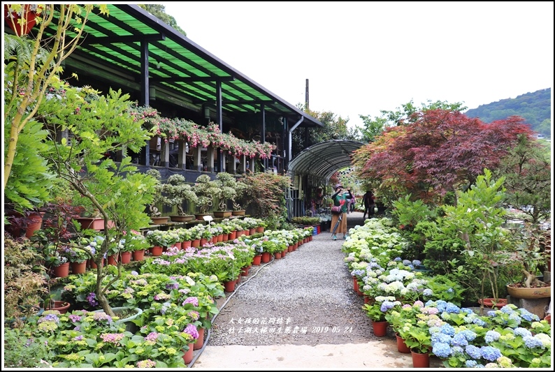大梯田花卉生態農場-2019-05-5.jpg