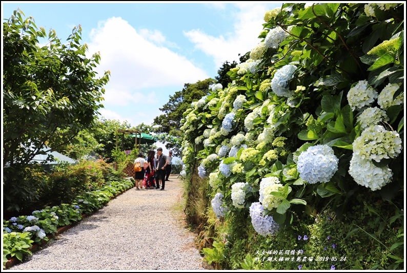 大梯田花卉生態農場-2019-05-6.jpg