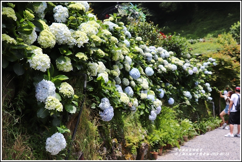 大梯田花卉生態農場-2019-05-7.jpg
