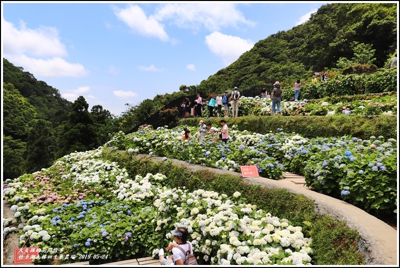 大梯田花卉生態農場-2019-05-9.jpg
