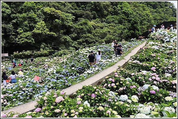 大梯田花卉生態農場-2019-05-10.jpg