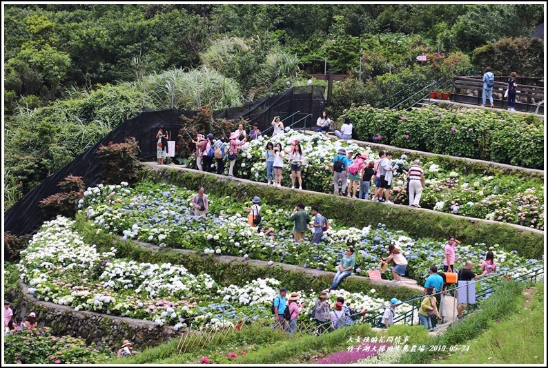 大梯田花卉生態農場-2019-05-11.jpg